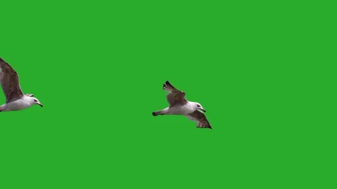 Two seagulls flying across a green screen Stock Footage 326873271