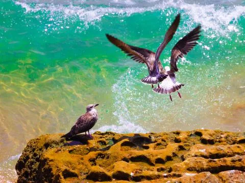 Two seagulls flying and another staring at them quitely Stock Photos