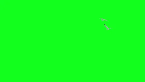 Two seagulls flying away on green screen. Ready to be keyed. Stock Footage