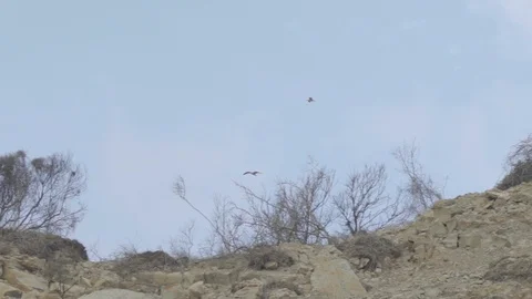 Two Seagulls flying in the blue sky in slow motion 4K over the moutain at the 動画素材 107826374