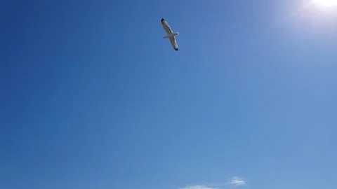 Two seagulls flying in the blue sky Stock Footage 201779663