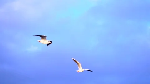Two seagulls flying on brightly blue sky background. Slow motion. 스톡 동영상 99873813