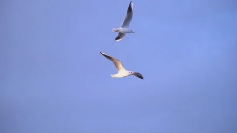 Two seagulls flying on brightly blue sky background. Slow motion. Stock Footage 99874439