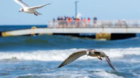 Two seagulls flying low over ocean waves, with blurred pier full of tourist.. Stock Photos