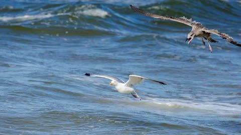 Two seagulls flying low over ocean waves, featuring white adult gull glidin.. Stock Photos