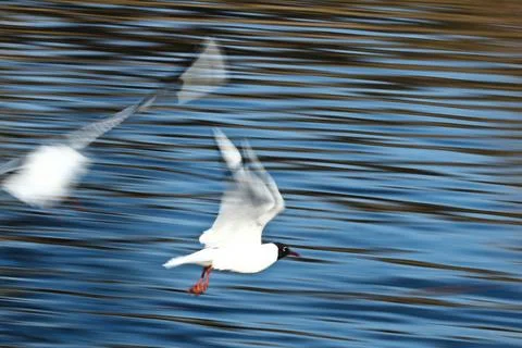 Two Seagulls Flying Over Rippling Water Stock Photos