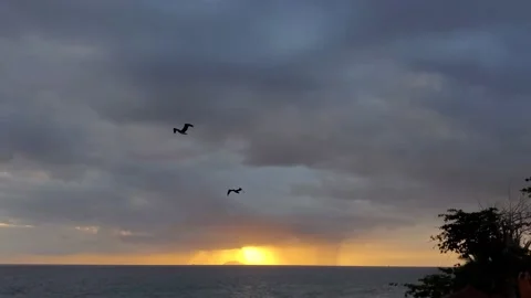 Two seagulls flying over stormy Desecheo island sunset Puerto Rico Stock Footage
