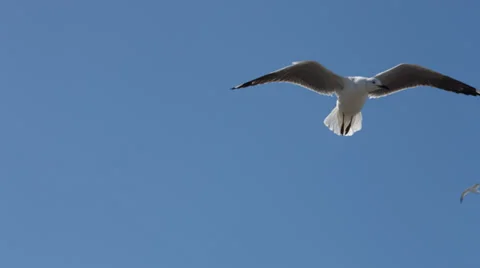 Two Seagulls flying overhead and then disappearing from screen Stock Footage 31980862