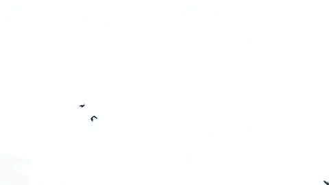 Two seagulls flying in the sky Video stock 80923058