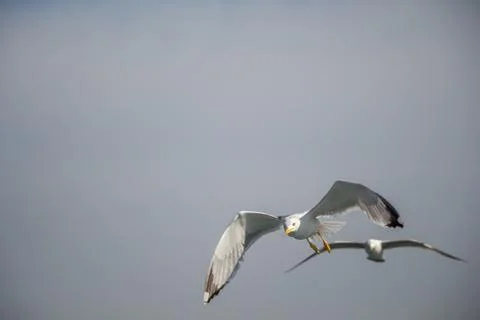 Two seagulls flying in a sky Stock Photos