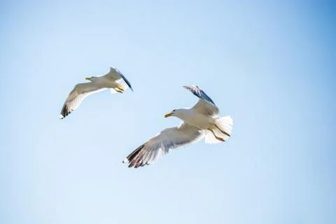 Two seagulls flying in a sky Stock Photos