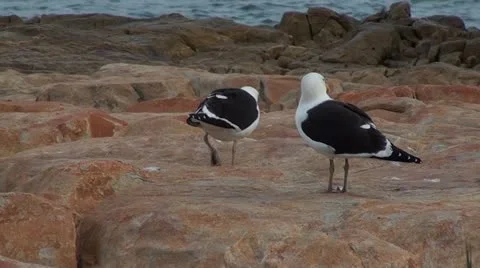Two seagulls Stock Footage 12208087