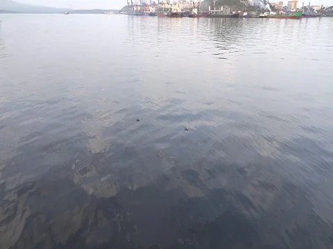 Two seagulls Vídeo Stock 79203289