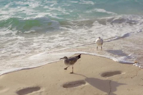 Two seagulls foraging on sandy beach shoreline Stock Photos