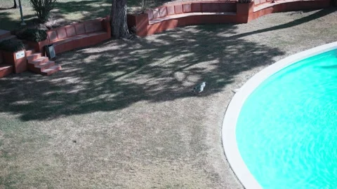 Two seagulls hanging out at the pool. Light ripples and sun glare on turquoise Stockbeeldmateriaal 154823066