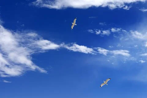 Two seagulls hover in blue sky with sunlight clouds Stock Photos