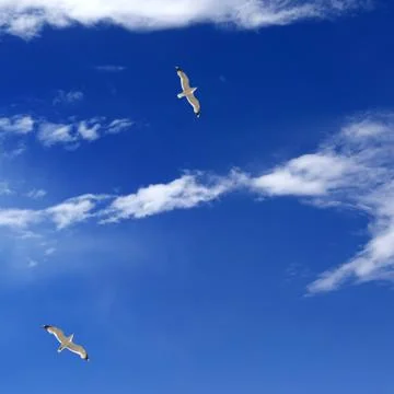 Two seagulls hover in blue sky with sunlight clouds Stock Photos