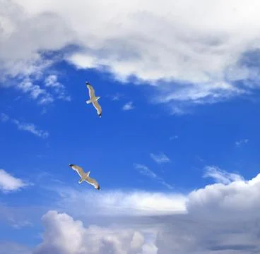 Two seagulls hover in sky Stock Photos