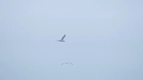 Two seagulls hover in sky, slow motion. Nature reserve. Eco-friendly Stock Footage 103541984