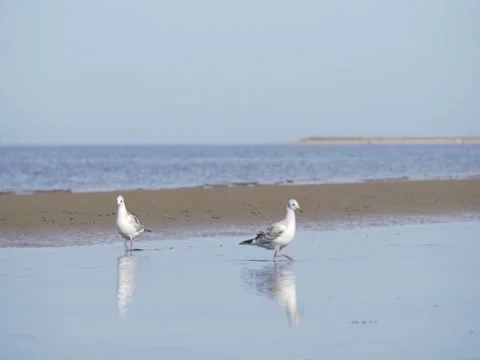 Two seagulls hunt molluscs in the sea shore at low tide Stock Footage 80723879
