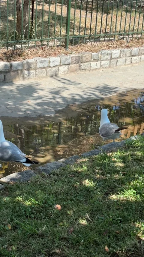 Two Seagulls Hydrating in Puddle on Sunny Summer Day Stock Footage 315513636