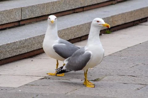 Two Seagulls Interacting by Stone Steps in Venice Stock Photos