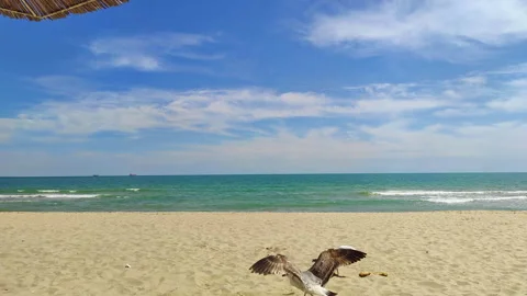 Two Seagulls Landing on Ocean Beach Stock Footage 309483162