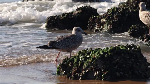 Two Seagulls (Larus) Roam on an Sea Shoreline with Rocks and Waves on a Sunny Vidéo 340879554