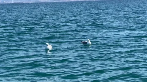 Two seagulls letting themselves be carried by the sea current Stock Footage 311661914