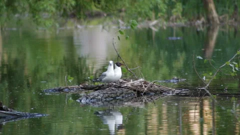 Two seagulls on a log Video stock 91655080