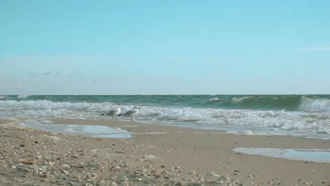 Two seagulls looking at the waves Stock Footage 161160360