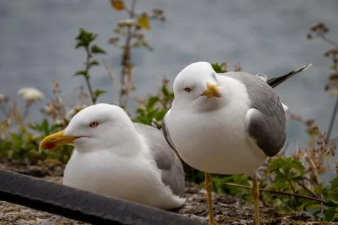 Two seagulls lying on a wall in front of the sea Stock Photos