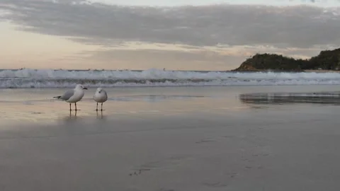 Two seagulls on Manly beach in Sydney canoes in distance slow motion 4K Stock Footage 245467169