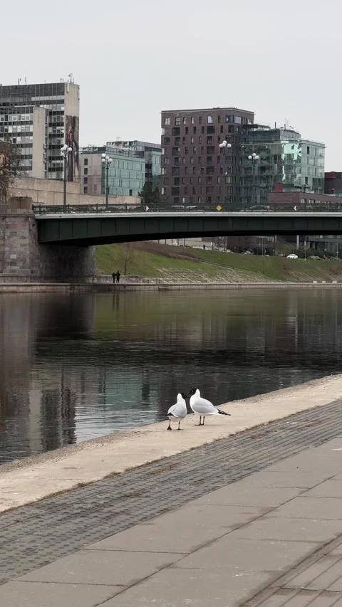 Two seagulls by the Neris River with modern buildings and bridge in Vilnius Stock Footage 306959758