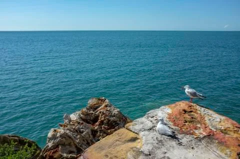 Two Seagulls on the Nightcliff Foreshore Stock Photos