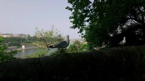 Two seagulls perch on a stone wall overlooking the Douro River, bridge, and Stock Footage 334611844