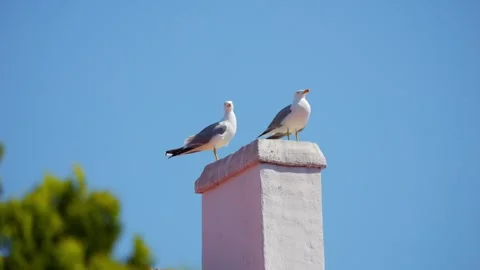 Two seagulls perched atop a chimney against a clear blue sky, peacefully ob.. Stock Footage 293086846