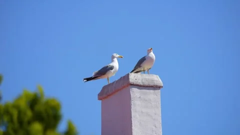Two seagulls perched atop a chimney against a clear blue sky, peacefully ob.. Stock Footage 294175298