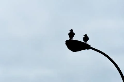 Two seagulls perched on a lamppost Stock Photos