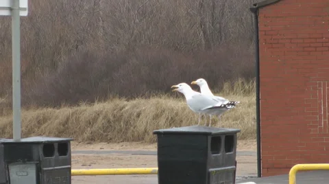 Two seagulls perched on litter bin, cry and fly away in alarm at dalmatian dog Stock Footage 1091427