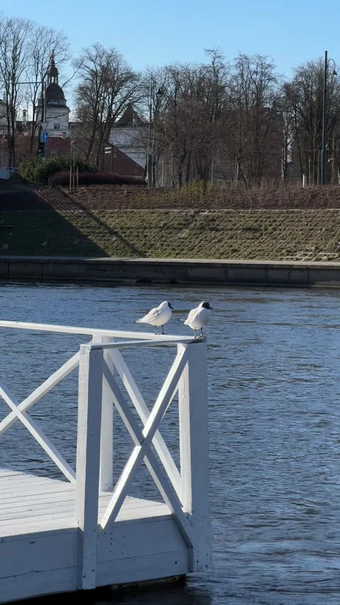 Two seagulls perched on white wooden pier by the Neris River  in Vilnius Stock Footage 306959771
