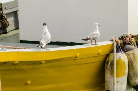 The two seagulls Stock Photos