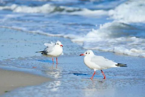 Two seagulls Foto stock