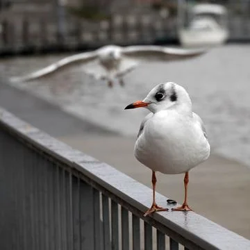 Two seagulls Stock Photos
