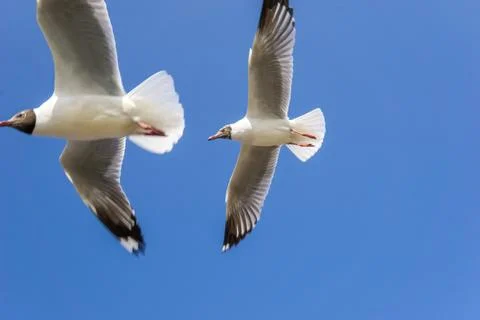 Two Seagulls Stock Photos