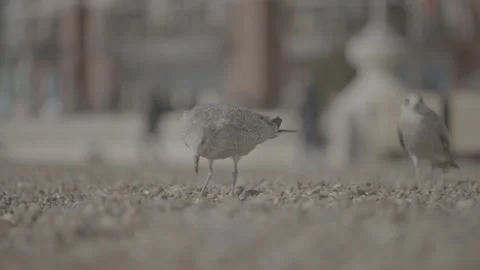 Two seagulls with plastic sauce container in Brighton Stock Footage 201135553