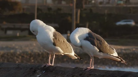 Two seagulls preening Stock Footage