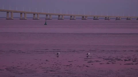 Two seagulls on purple water of the river, sunset. Vasco da Gama Bridge Stock Footage 297700865