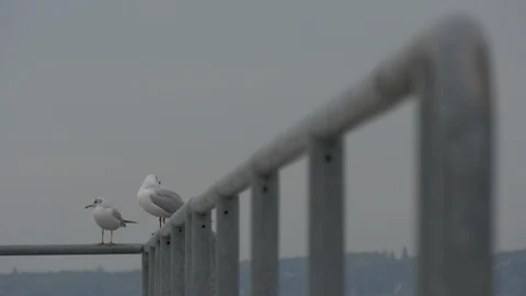 Two seagulls on a railing Stock Footage 87838400