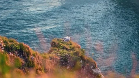 Two Seagulls Resting on Étretat Cliffs Stock Footage 306578693